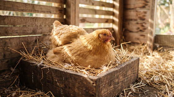 How to Break a Broody Hen (5 Humane Ways)