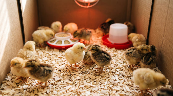 Raising Baby Chicks: First 6 Weeks Brooder Guide